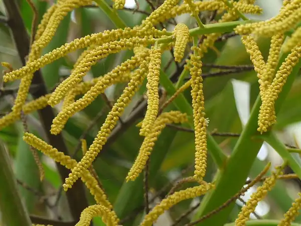 Photo of Dypsis lutescens - flowers:Dinesh Valke