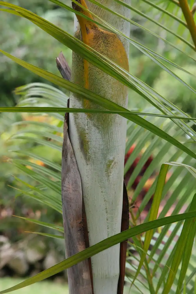 Photo of Dypsis lutescens - leaves and stem:David J. Stang