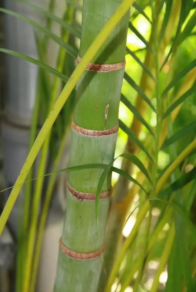 Photo of Dypsis lutescens - leaves and stem:David J. Stang