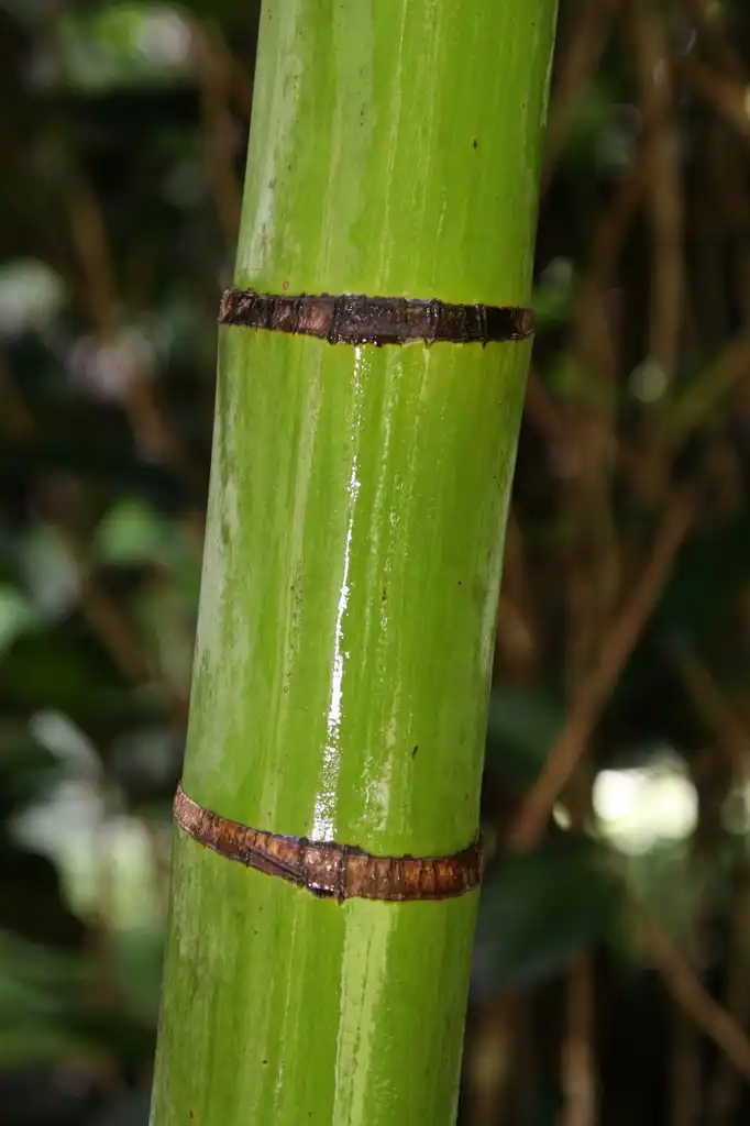 Photo of Dypsis lutescens - stem:David J. Stang