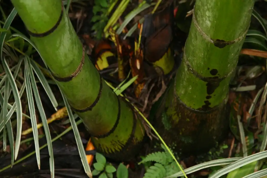 Photo of Dypsis lutescens - leaves and stems:David J. Stang