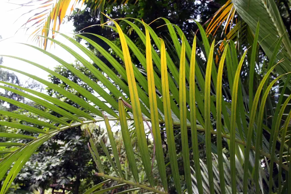 Photo of Dypsis lutescens - leaves:David J. Stang