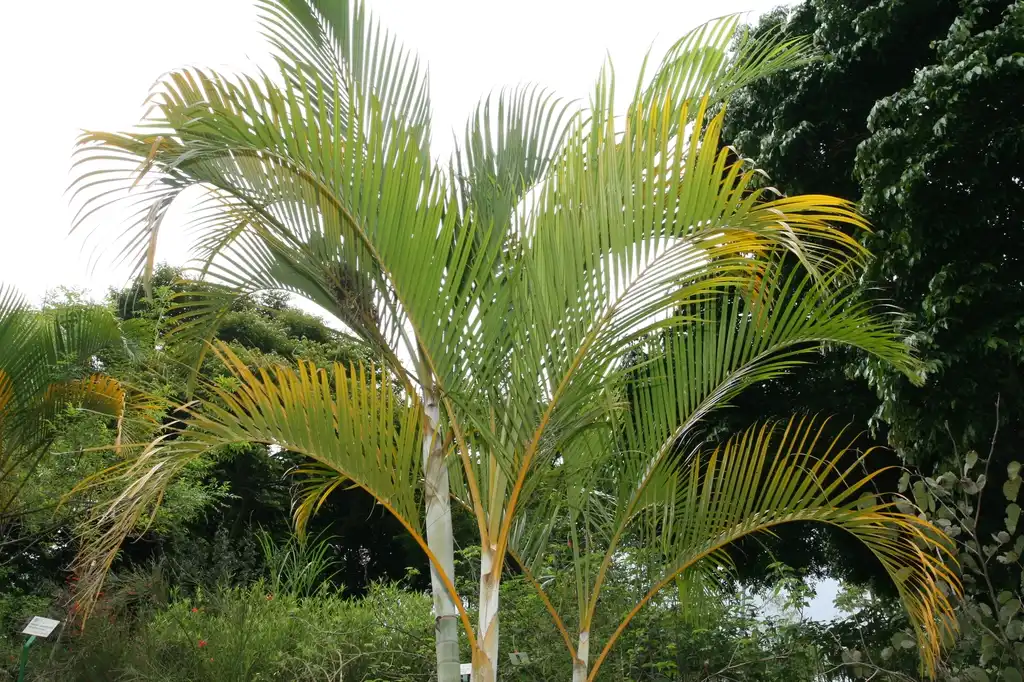 Photo of Dypsis lutescens - leaves:David J. Stang