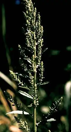 Фото Dysphania ambrosioides (Dysphania ambrosioidess)