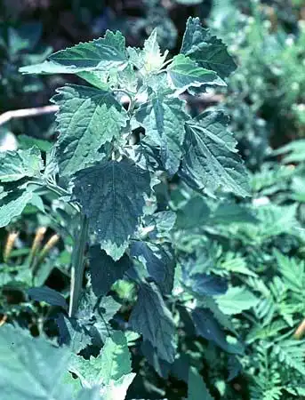 Фото Dysphania ambrosioides (Dysphania ambrosioidess)
