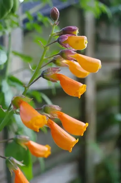 Foto de Eccremocarpus scaber (Eccremocarpus scabers)
