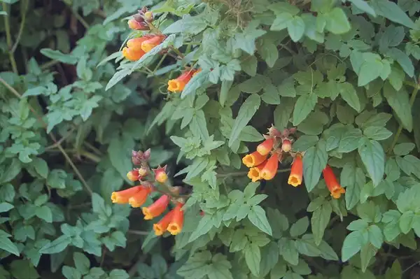 Foto de Eccremocarpus scaber (Eccremocarpus scabers)