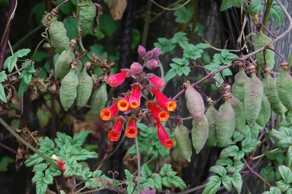 Foto de Eccremocarpus scaber - Eccremocarpus scaber:FarOutFlora