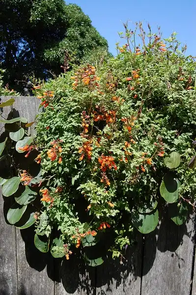 Foto de Eccremocarpus scaber - Eccremocarpus scaber:FarOutFlora