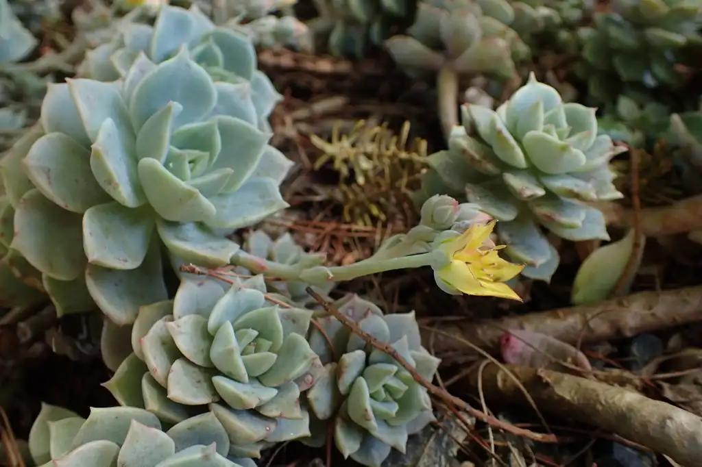 Photo of Echeveria derenbergii (Echeveria derenbergiis)