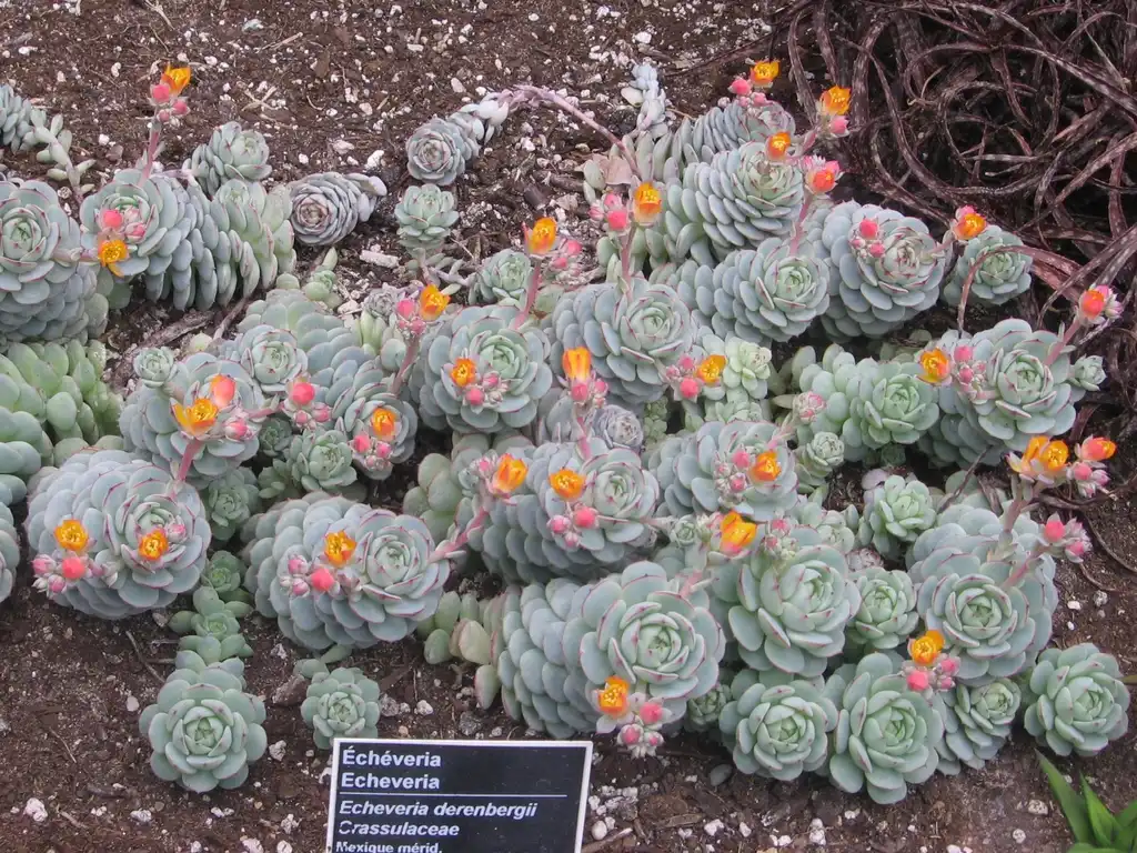 Photo of Echeveria derenbergii - Form:Montréalais