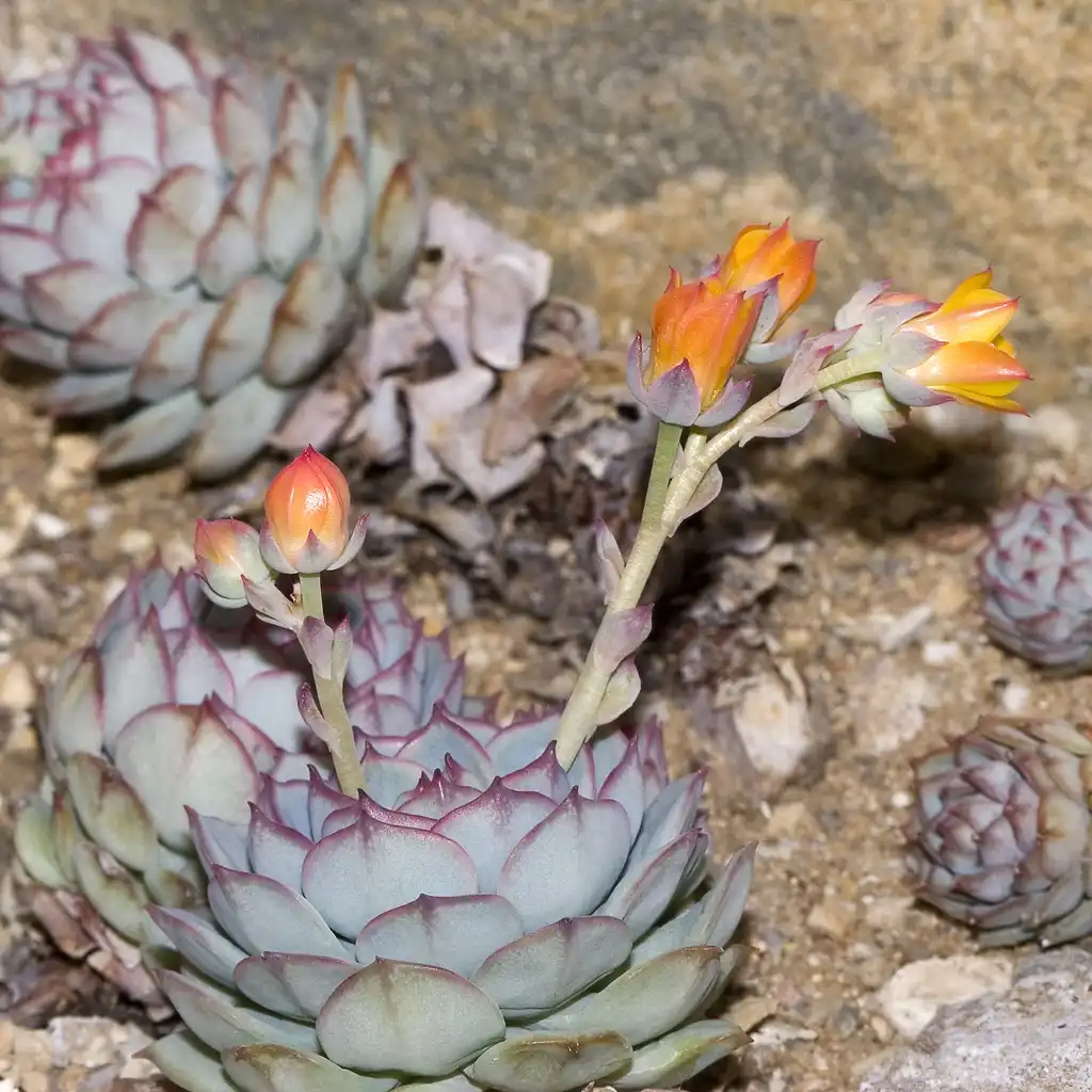 Photo of Echeveria derenbergii - Form:Olei