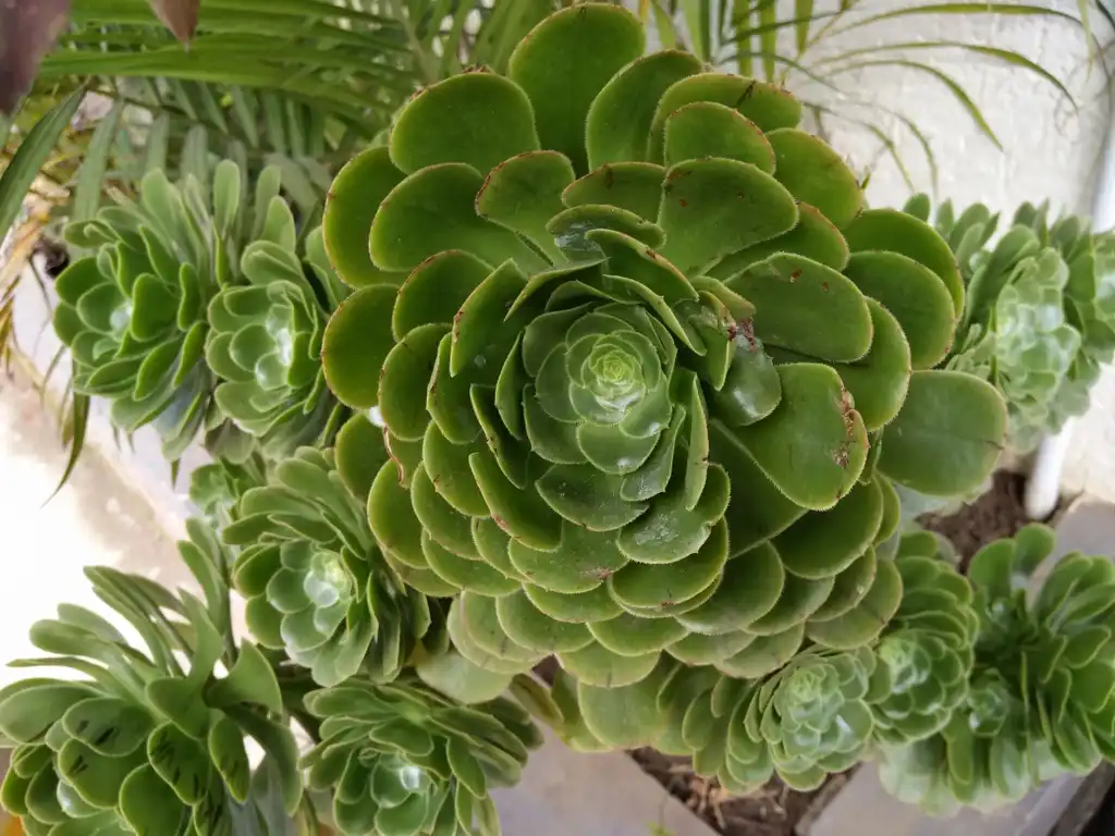 Photo of Echeveria derenbergii - Form:Saishreyaswiki