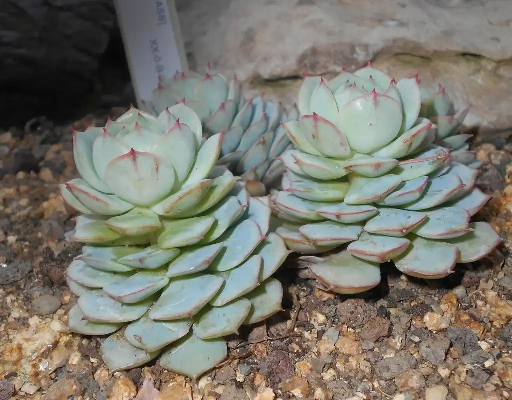 Photo of Echeveria derenbergii - Form:Salicyna