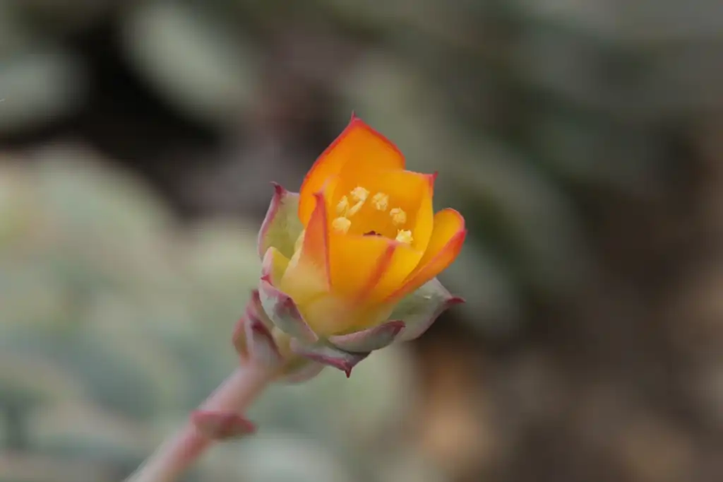 Photo of Echeveria derenbergii - Flower:Björn S...