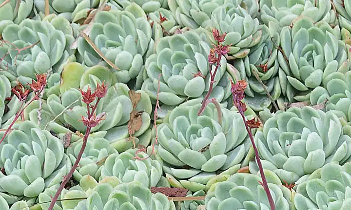 Foto de Echeveria elegans (Echeveria eleganss)