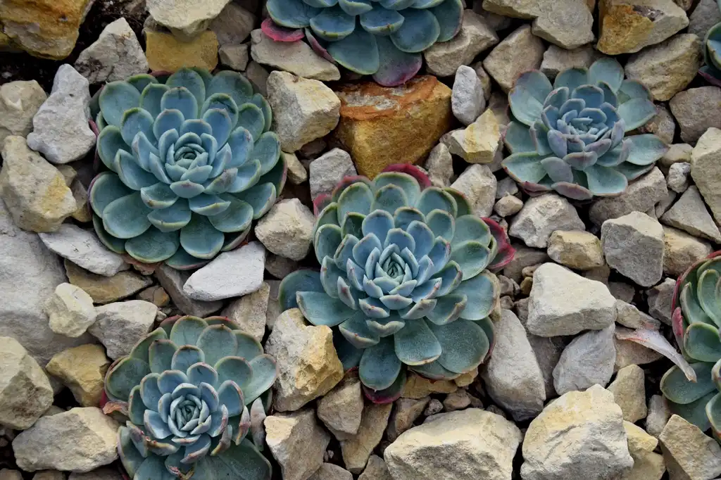 Foto de Echeveria elegans - Form:Krzysztof Ziarnek, Kenraiz