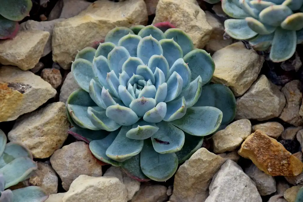 Foto de Echeveria elegans - Form:Krzysztof Golik