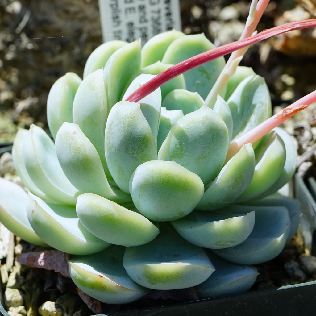 Foto de Echeveria elegans - Form:Eria Wei