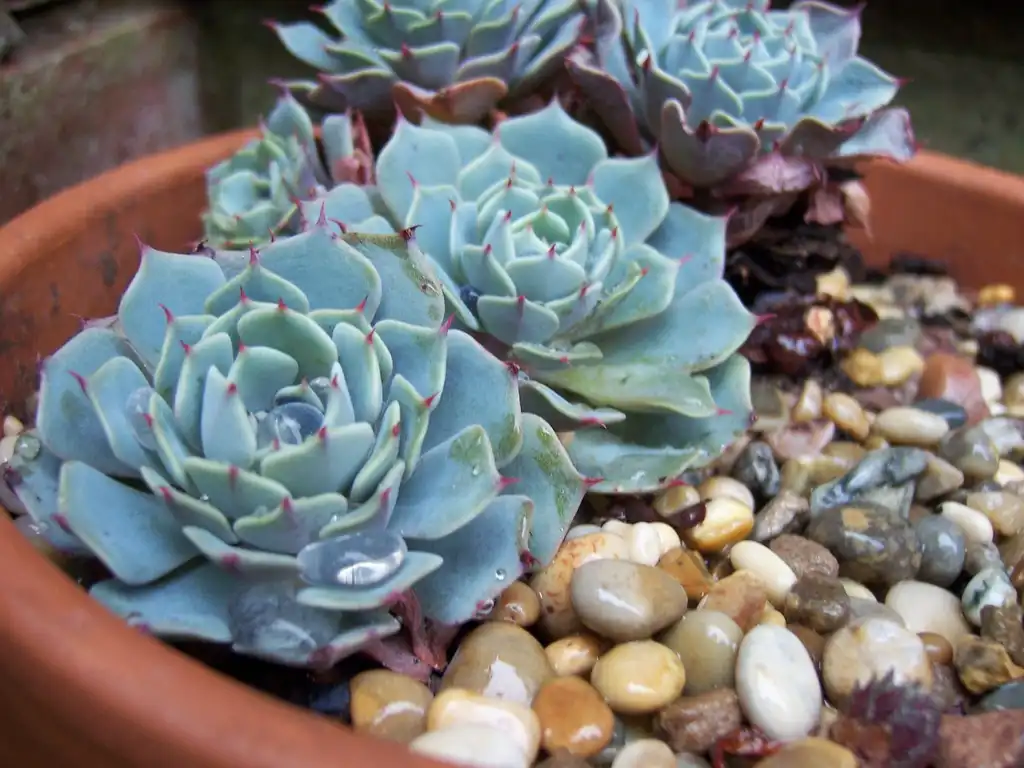 Foto de Echeveria elegans - Form:stephen boisvert