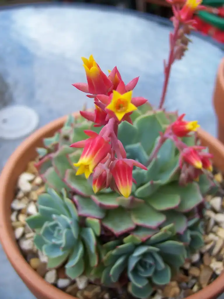 Foto de Echeveria elegans - Form:stephen boisvert