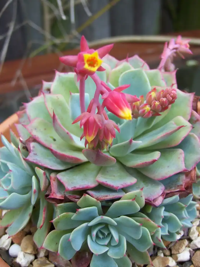 Foto de Echeveria elegans - Form:stephen boisvert