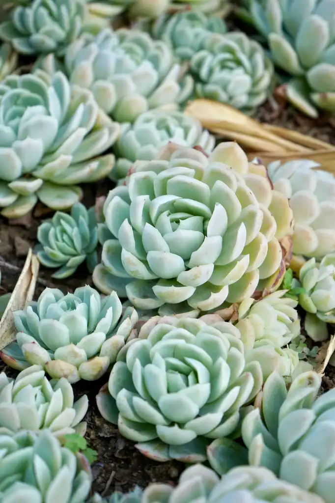 Foto de Echeveria elegans - Form:Eria Wei