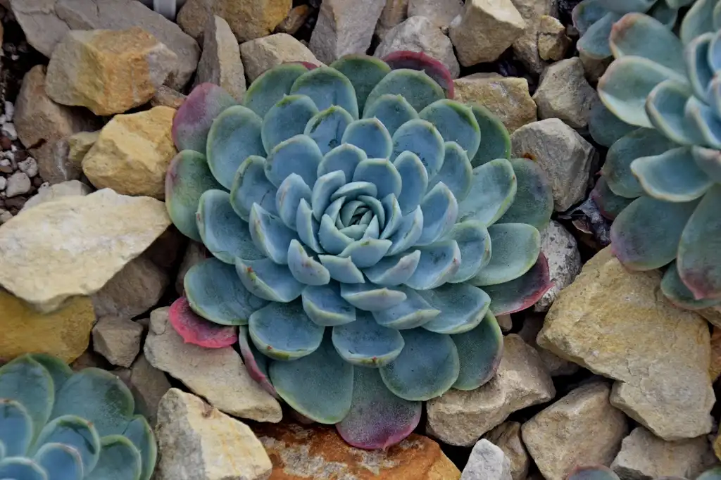 Foto de Echeveria elegans - Form:Krzysztof Golik
