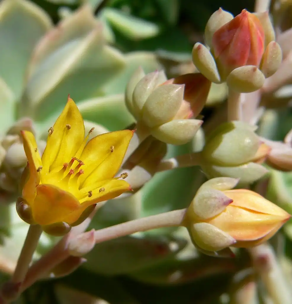 Foto de Echeveria multicaulis (Echeveria multicauliss)