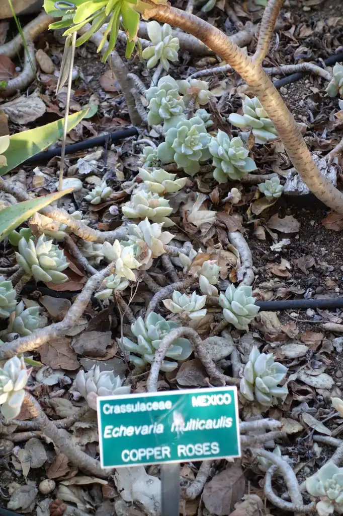 Foto de Echeveria multicaulis (Echeveria multicauliss)