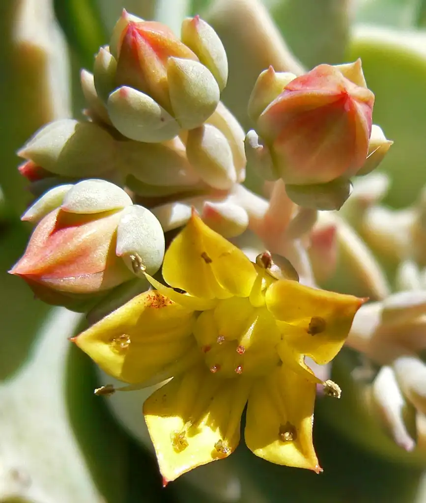 Foto de Echeveria multicaulis - Flower:Stan Shebs