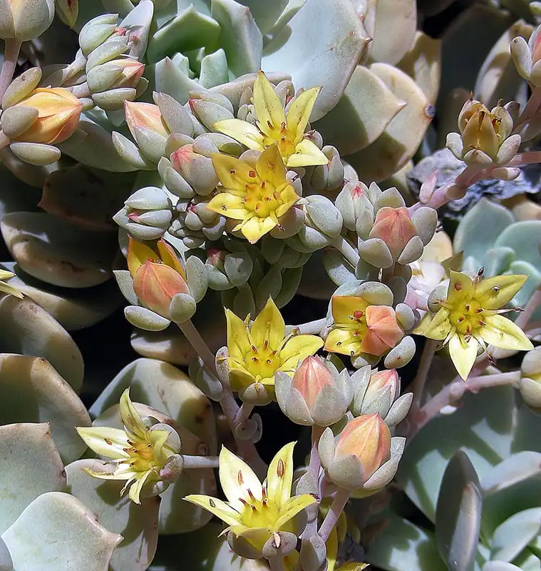 Foto de Echeveria multicaulis - Form:Dick Culbert