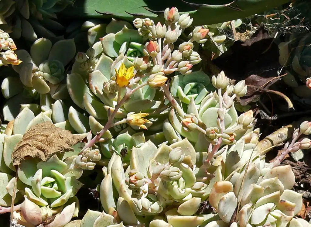 Foto de Echeveria multicaulis - Form:Stan Shebs