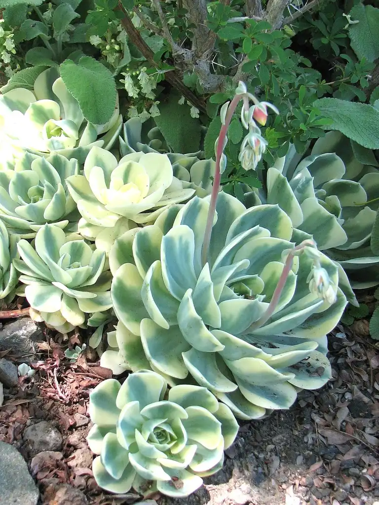 Photo of Echeveria secunda (Echeveria secundas)