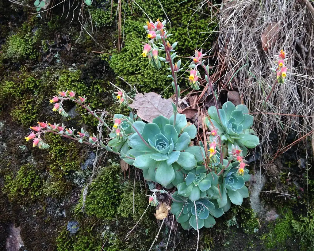 Photo of Echeveria secunda (Echeveria secundas)