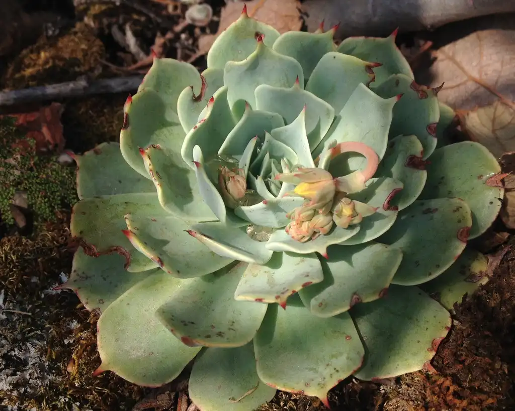 Photo of Echeveria secunda - Form:Bodofzt