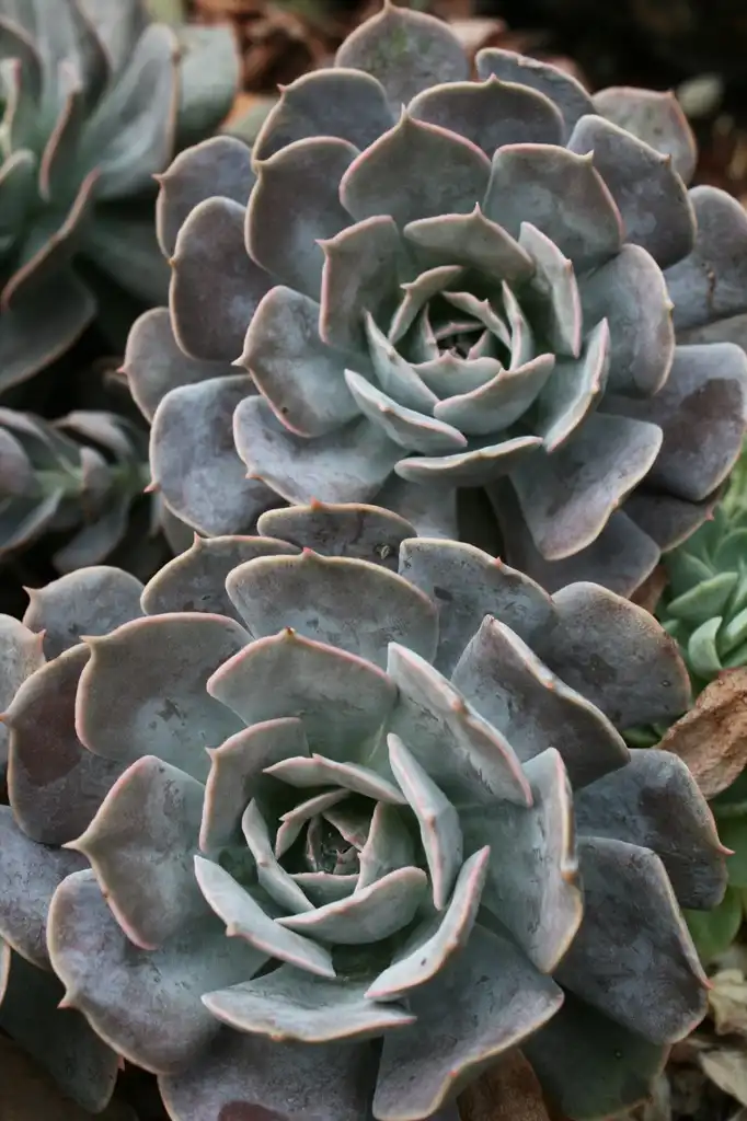 Photo of Echeveria secunda - Form:Quinn Dombrowsk