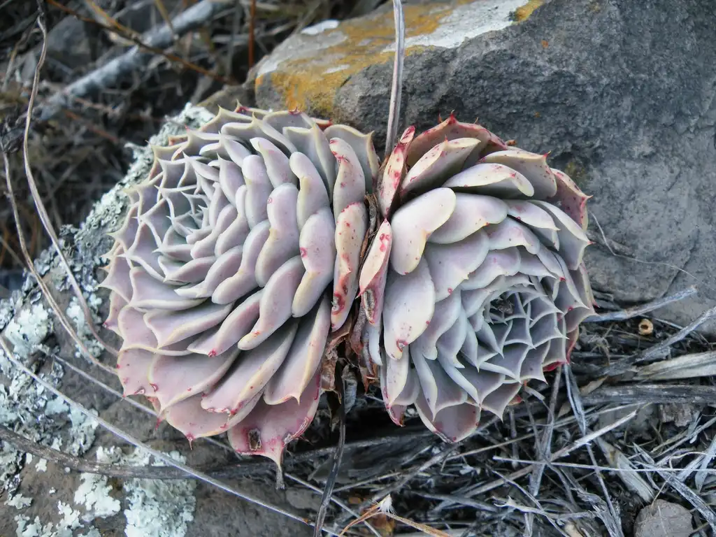 Photo of Echeveria secunda - Form:Amante Darmanin