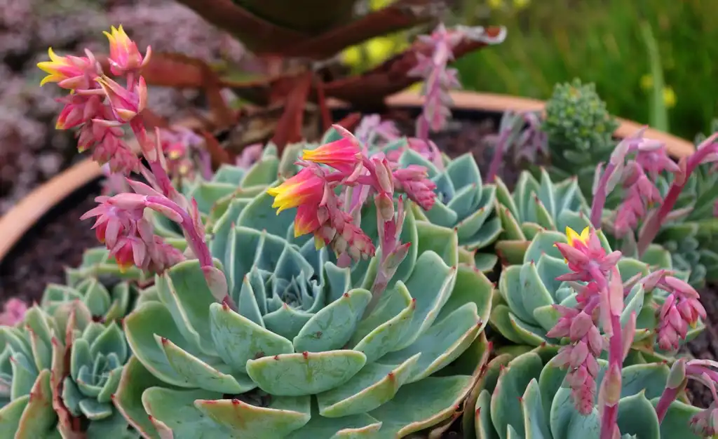 Photo of Echeveria secunda - Form:Dinkum