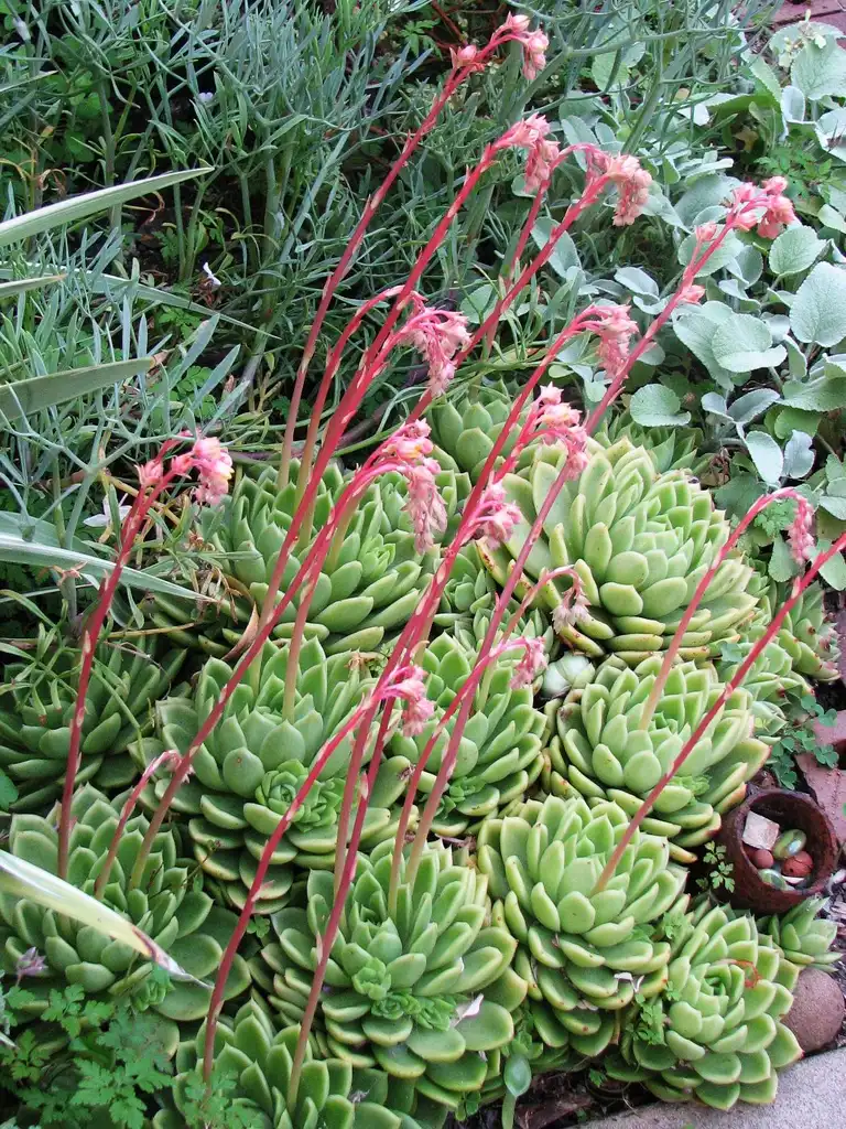 Photo of Echeveria x gilva (Echeveria x gilvas)