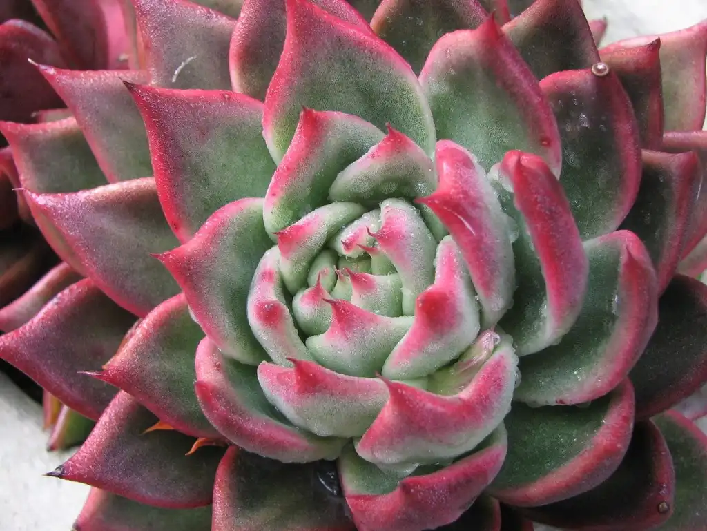Foto de Echeveria (Echeverias)