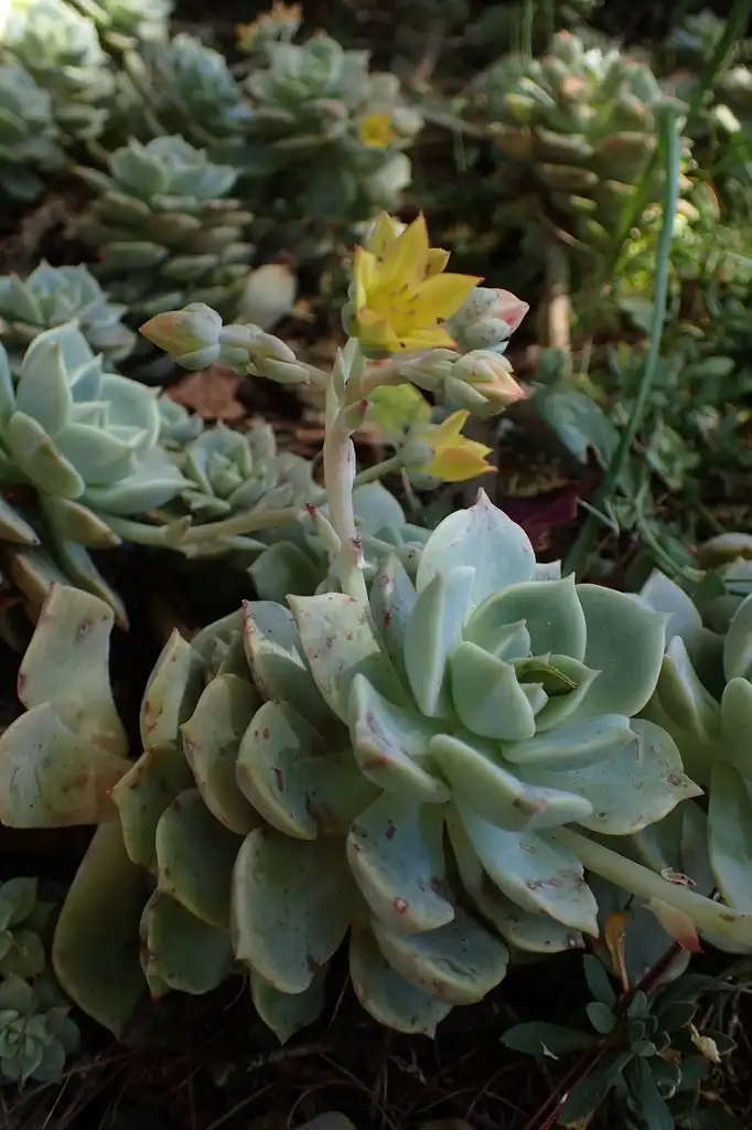 Foto de Echeveria (Echeverias)