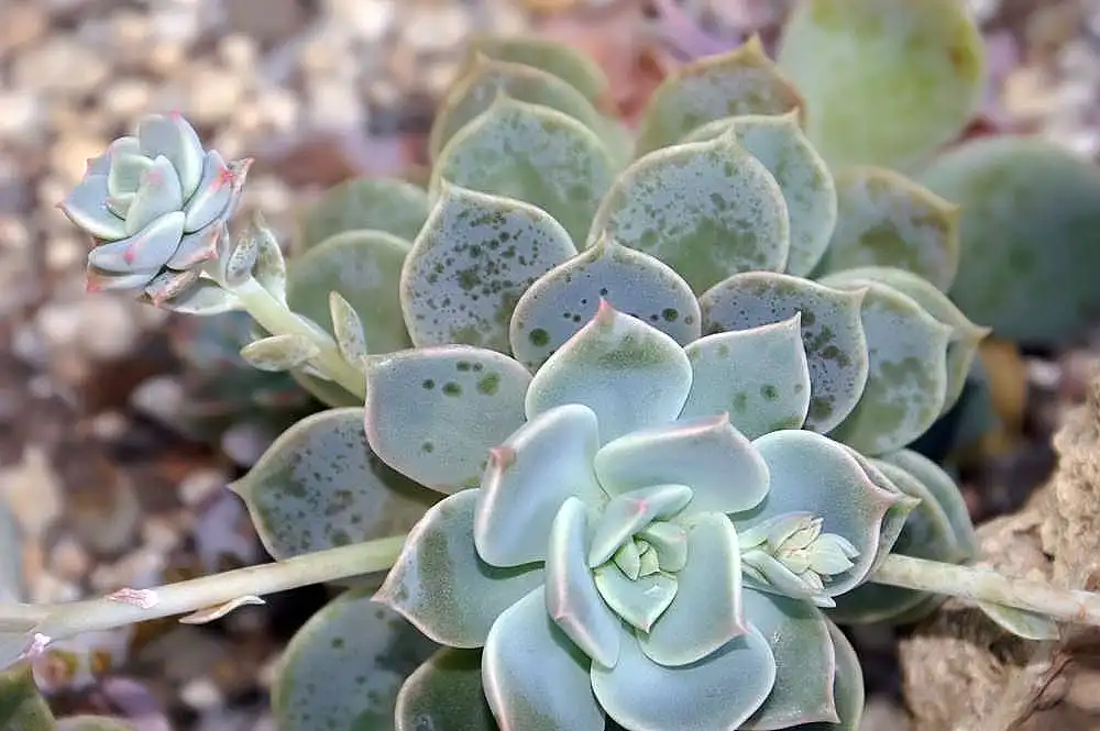 Foto de Echeveria - Form:David J.Stang