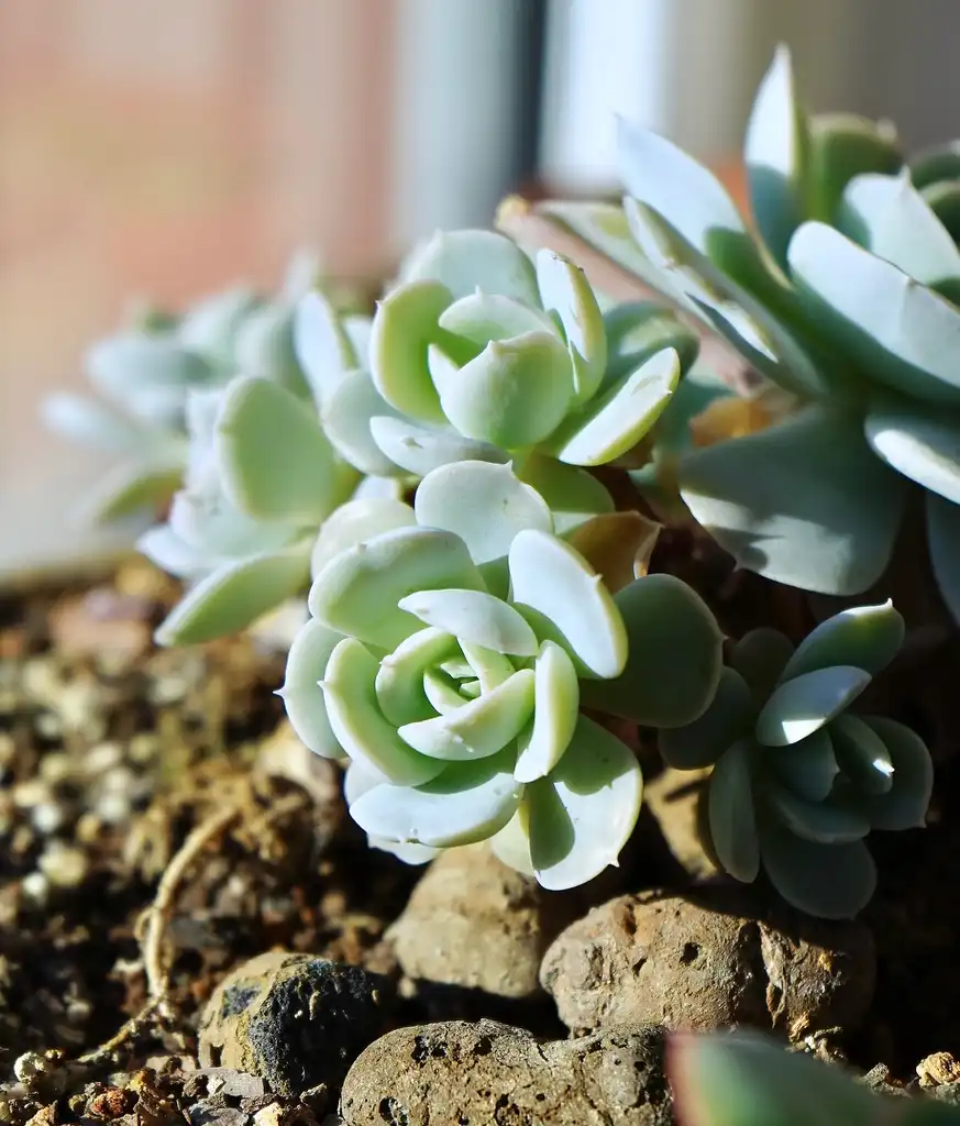Foto de Echeveria - Form:Eria Wei
