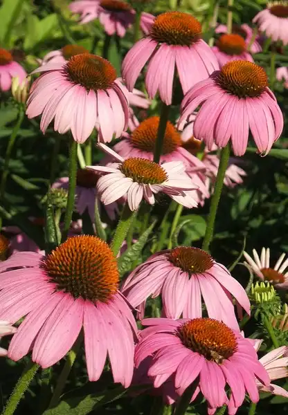 Photo of Echinacea angustifolia (Echinacea angustifolias)