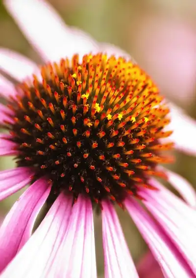 Photo of Echinacea angustifolia (Echinacea angustifolias)