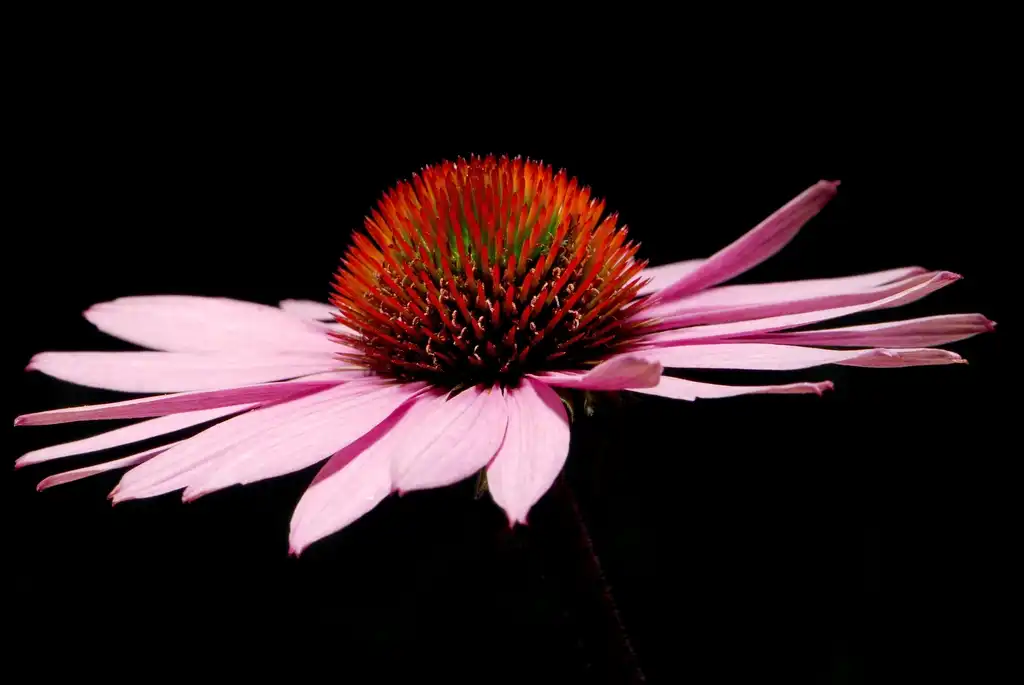 Photo of Echinacea angustifolia - Flower head:Ernie