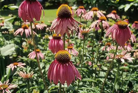 Фото Echinacea laevigata (Echinacea laevigatas)