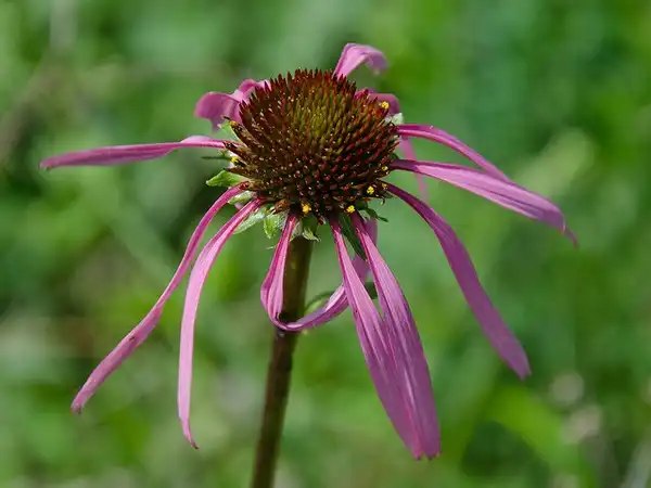 Фото Echinacea laevigata (Echinacea laevigatas)
