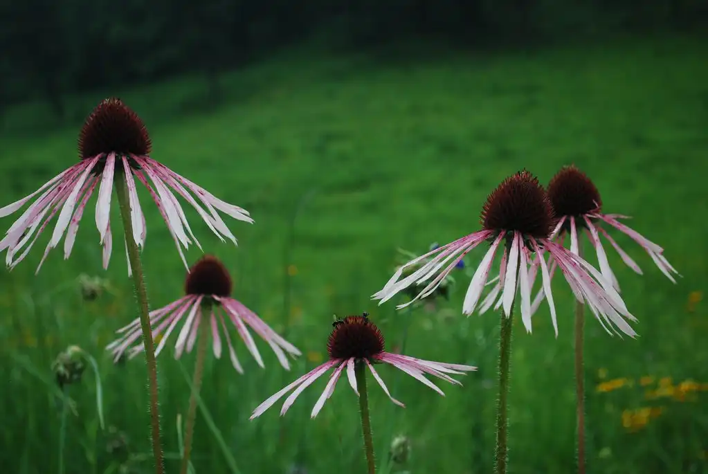 Photo of Echinacea pallida (Echinacea pallidas)